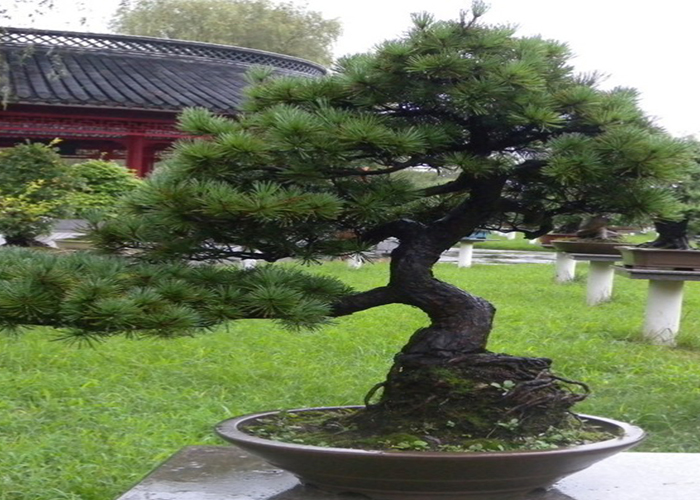 滇桂園林